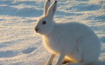 ����ľ����ʲôƷ�N������ľ�õĺ���