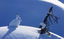 ѩ�õ��ΑB(t��i)��������������