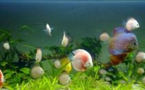 �{�����~�ĺ���-�{�����~����������