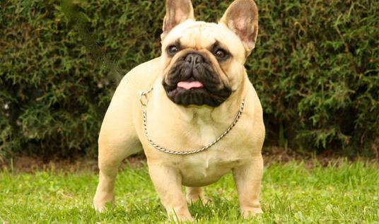 ����(gu��)��ţȮ��ô�B(y��ng)������(gu��)��ţȮ��ôӖ(x��n)����