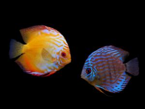 �߲������~��Ʒ�N-�߲������~���L(f��ng)ˮ�W(xu��)��(y��ng)��