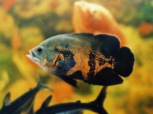 �؈D�~(y��)���L(f��ng)ˮ�W(xu��)��(y��ng)��-�؈D�~(y��)���~(y��)�ה[��λ��