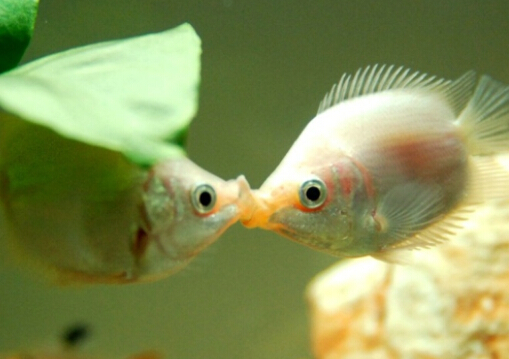 �����~���L(f��ng)ˮ�W(xu��)��(y��ng)��-�����~��Ʒ�N��B