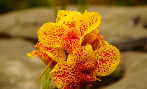 �����m������-�����m��ô�B(y��ng)ֳ��