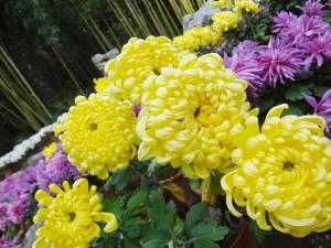 �ջ����B(y��ng)�o(h��)����-�ջ��Ļ�����B