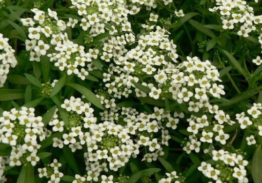 ��ѩ����Lˮ�W����-��ѩ���ڼҾ��е�����