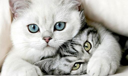 ��ʲô؈�](m��i)�ɞ�ʮ����Ф֮һ